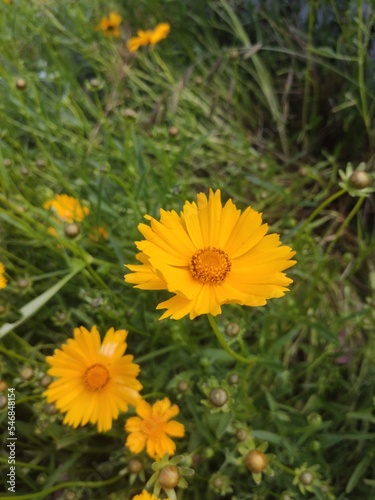 yellow dandelion flower