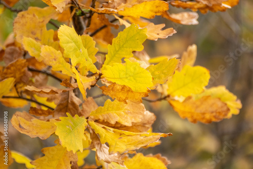 Autumn bright yellow leaves on oak tree branches close-up with blurred background, gold time season nature details