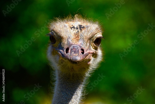 portrait of an ostrich © Tom