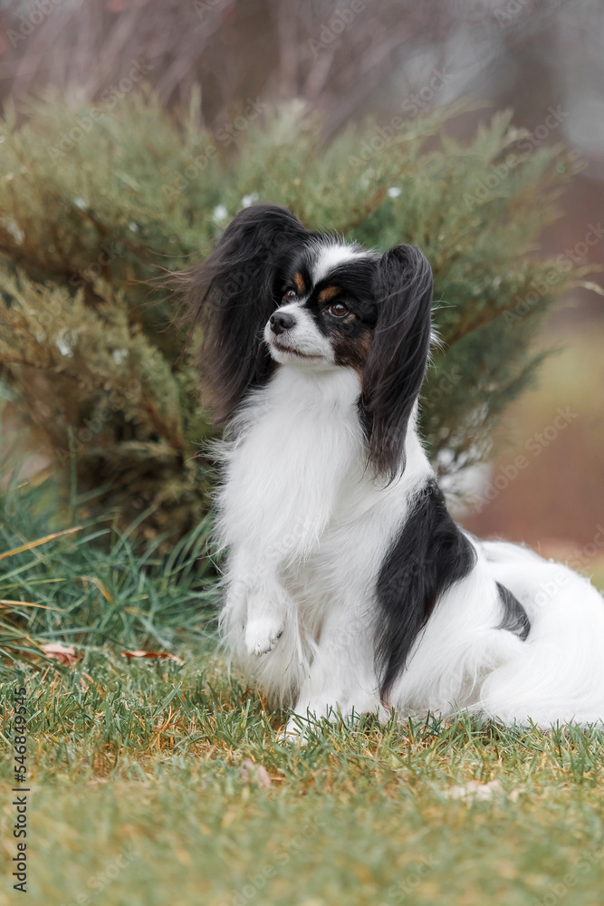 Papillon dog. Butterfly dog. Continental toy spaniel dog outdoors in fall. Autumn season. Papillon dog. Butterfly dog. Continental toy spaniel dog outdoors in fall. Autumn season.