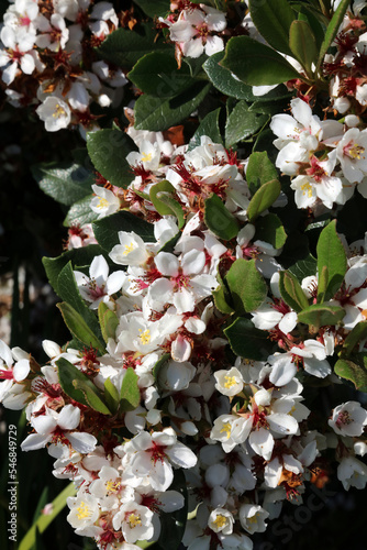 Sunlit Indian Hawthorn flowers, New South Wales Australia
 photo