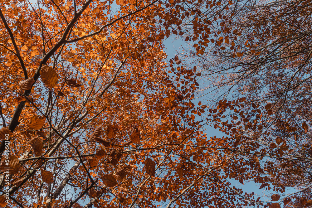 São Lourenço Beech Tree Forest, pathway leaves fall in ground landscape on autumnal background in November, Manteigas, Serra da Estrela, Portugal. São Lourenço Beech Tree Forest, pathway leaves fall in ground landscape on autumnal background in November, Manteigas, Serra da Estrela, Portugal.