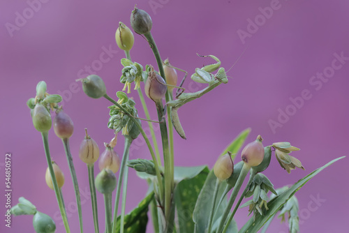 A green praying mantis is looking for prey in a bush. This insect has the scientific name Hierodula sp.