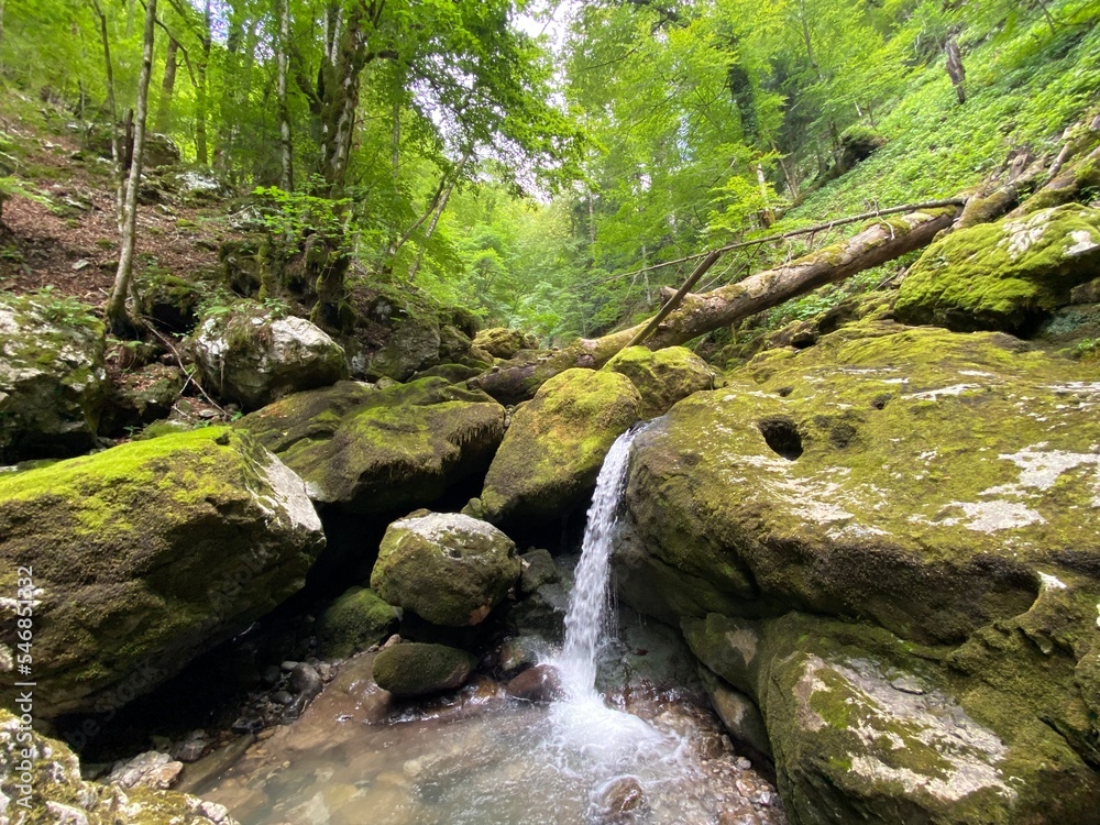 Ambience of a creek Curak in the significant landscape Green whirpool - Croatia (Ambijent potoka Curak u značajnom krajoliku Zeleni vir, Skrad - Gorski kotar, Hrvatska) Ambience of a creek Curak in the significant landscape Green whirpool - Croatia (Ambijent potoka Curak u značajnom krajoliku Zeleni vir, Skrad - Gorski kotar, Hrvatska)