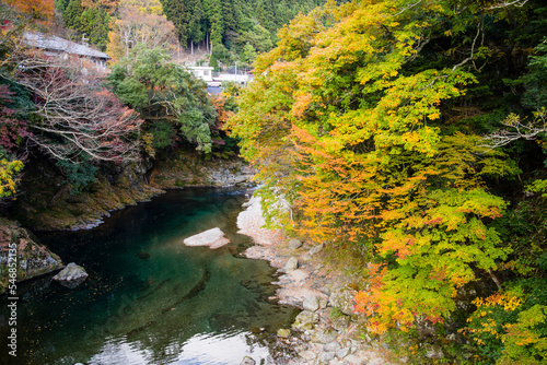 Obraz na płótnie みたらい渓谷(奈良県天川村)の紅葉 w salonie