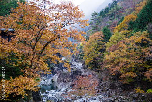 Obraz na płótnie みたらい渓谷(奈良県天川村)の紅葉 w salonie