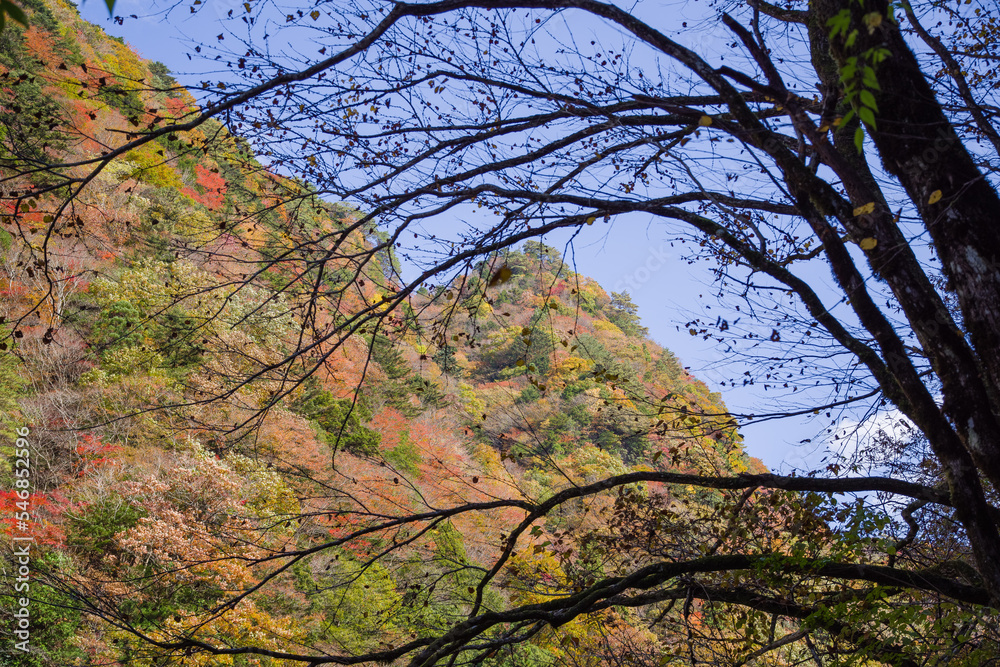 みたらい渓谷(奈良県天川村)の紅葉