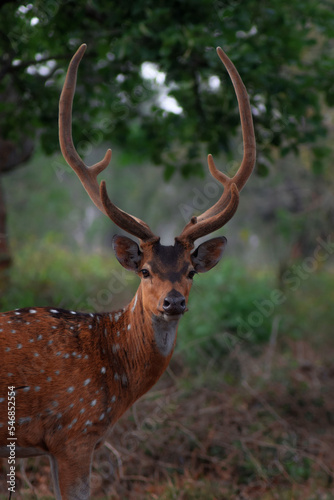 deer in the forest