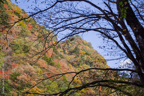 Obraz na płótnie みたらい渓谷(奈良県天川村)の紅葉 w salonie