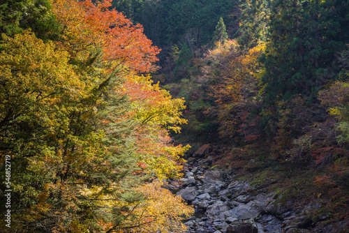 Obraz na płótnie みたらい渓谷(奈良県天川村)の紅葉 w salonie