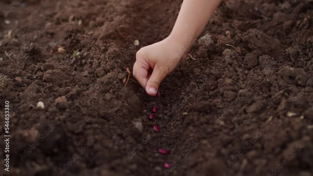 Close up of a child hand plants red seeds in the ground. Spring time, preparing garden for summer. The concept of growing vegetables in agriculture on a personal plot, vegetable garden