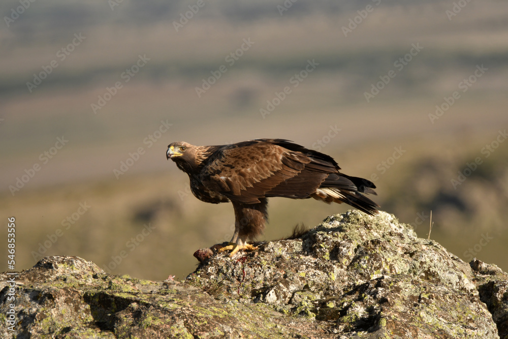 Fototapeta premium aguila real en la montaña sobre una roca