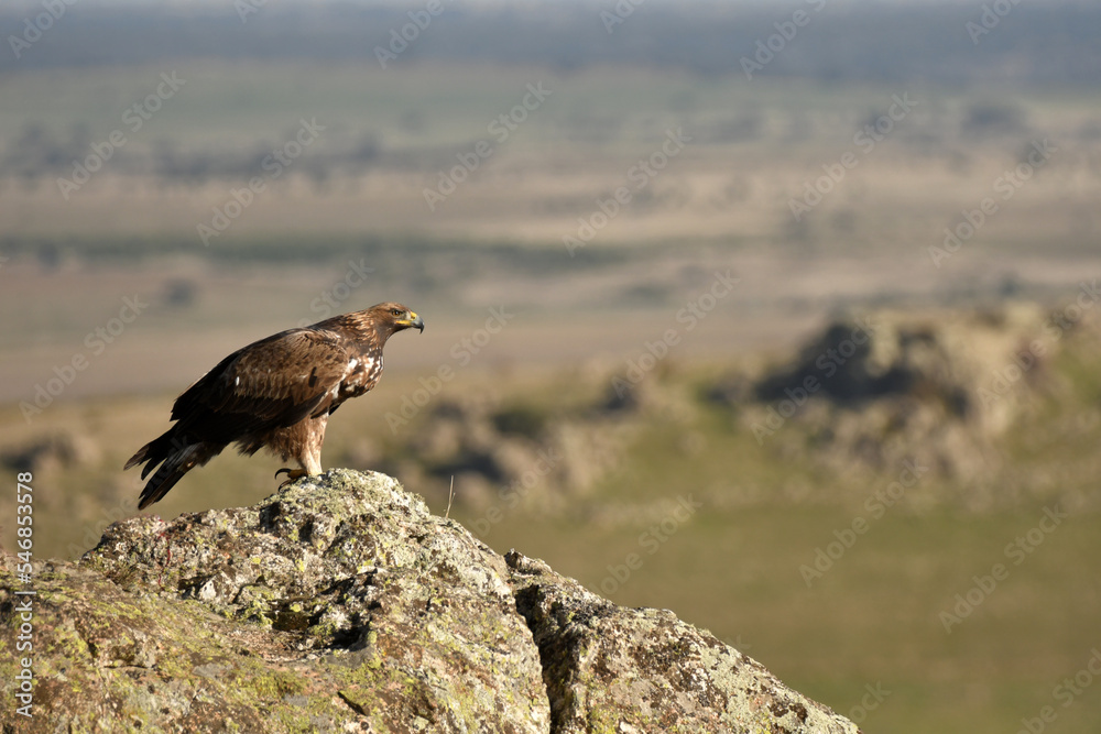 Fototapeta premium aguila real en la montaña sobre una roca