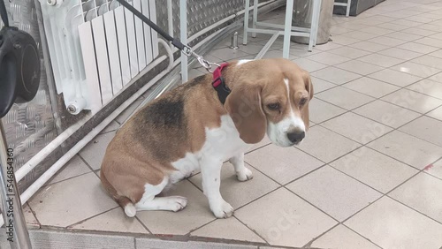 Dog on a leash. Tied to a metal fence waiting for its owner by a door to a store on a hot summer day. Lovely little dog.