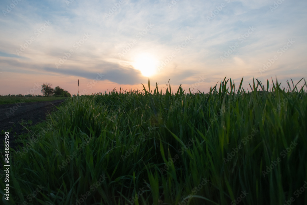 sunset in the field