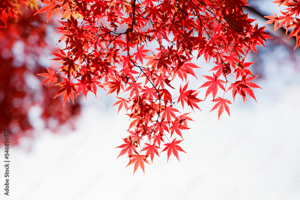 autumn maple leaves background, Japan autumn maple leaves background, Japan