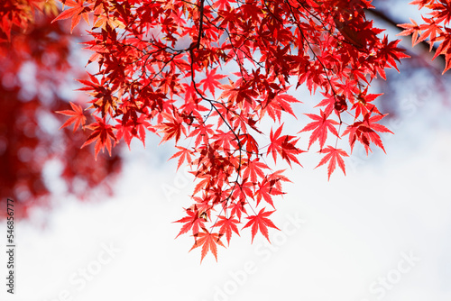 autumn maple leaves background, Japan