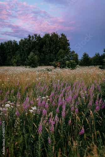 Summer meadow landscape, calm and natural background, pastel colors landscape, blooming Sally