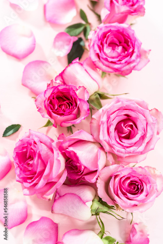 Pink roses