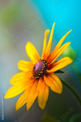 Black eyed Susan Flower