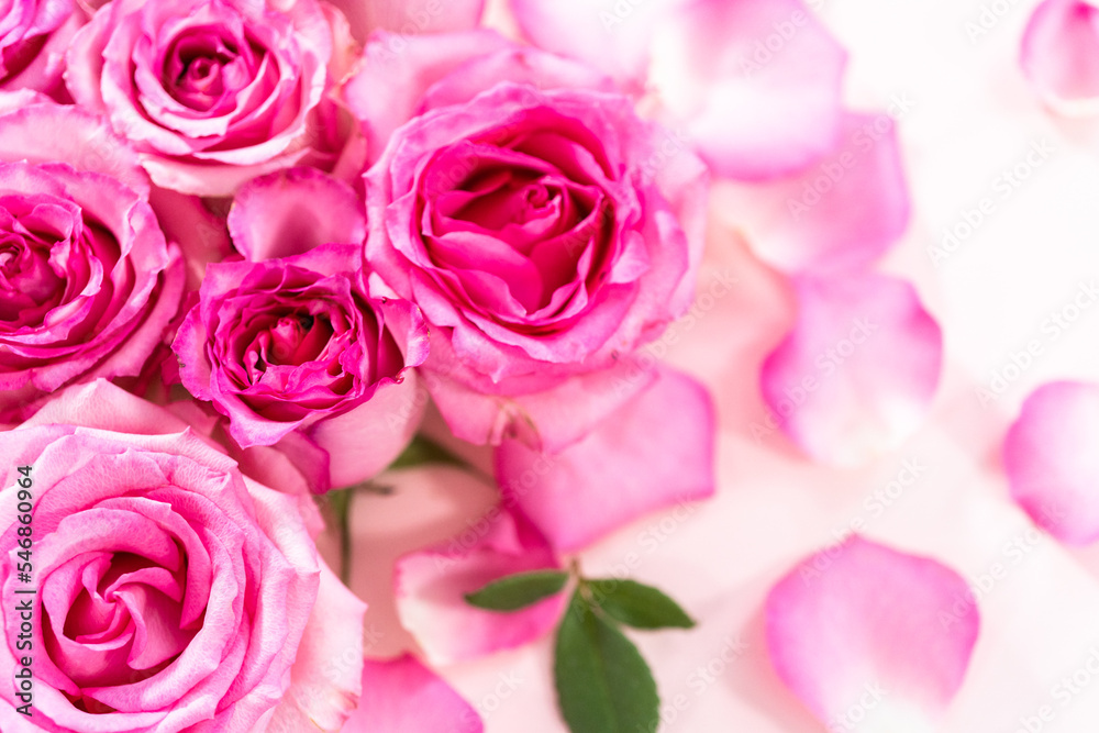 Pink roses