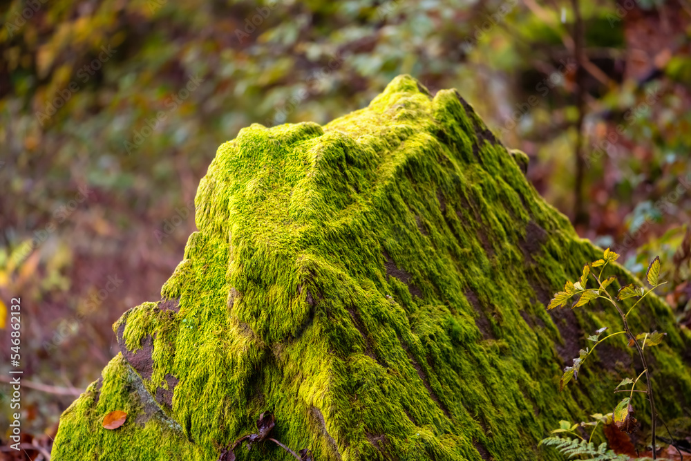 Moss covered rock structure ressembling a little mountain top. Bright green plants on a rotten stone in a forest in Rhineland Palatine Germany on misty november day with high humidity and warm light.