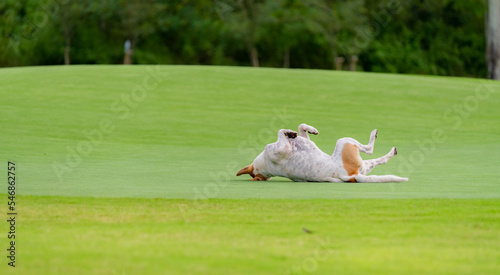 Dog lying down and playing on the putting green grass in golf course as while golfers playing with green golf course background. photo