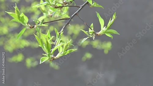 Young green leaves are swaying in the spring wind on a sunny day