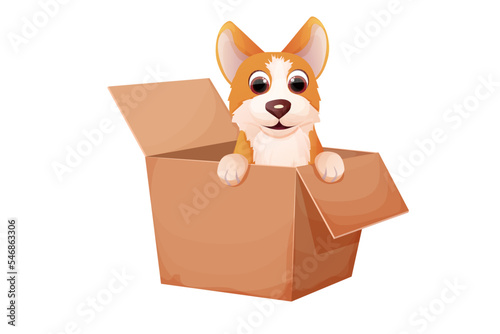Corgi cute pet, puppy in the box, adopt animal concept, homeless character in cartoon style isolated on white background.
