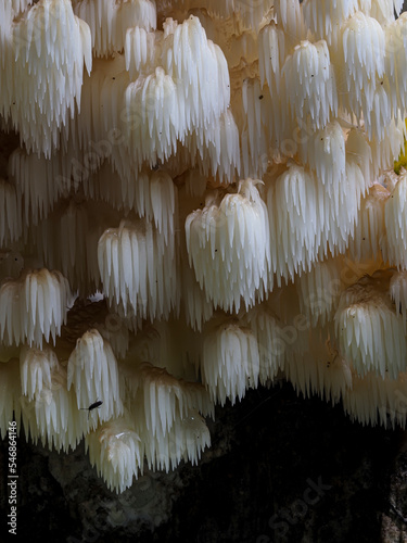 Tannenstachelbart (Hericium flagellum)