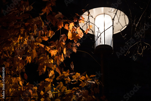 street lamp illuminates autumn leaves in the dark.