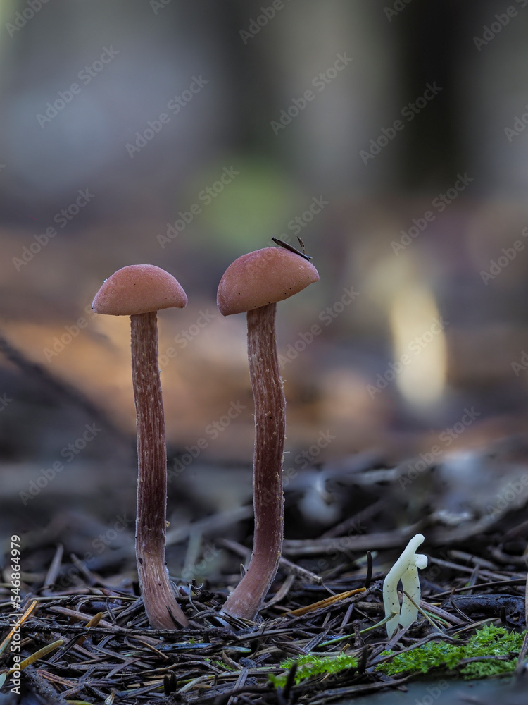 Zweifarbiger Lacktrichterling (Laccaria bicolor) Zweifarbiger Lacktrichterling (Laccaria bicolor)