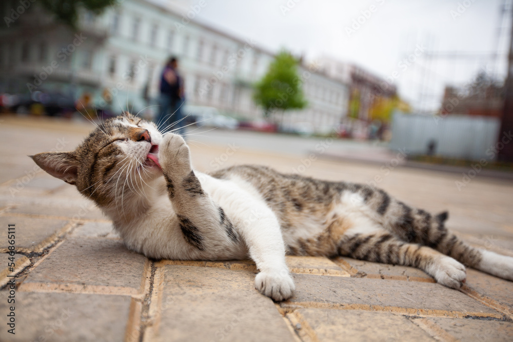 Obraz premium a beautiful cat lies on the ground and licks its paw