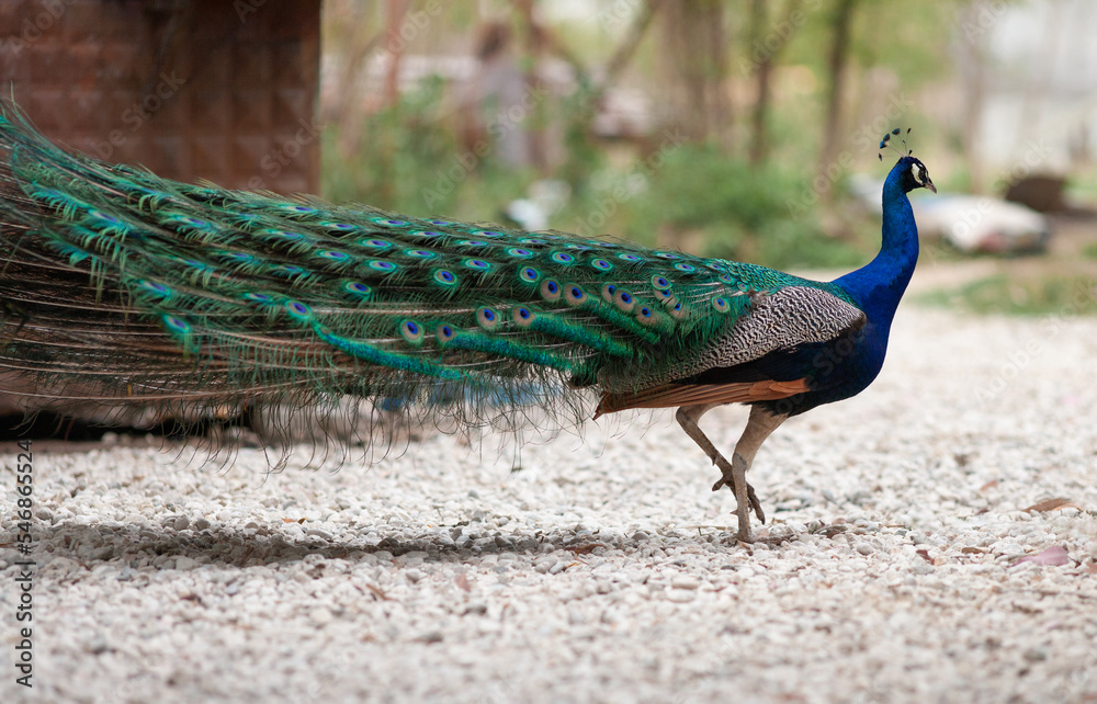 Obraz premium Peacock male peacock displaying his tail feathers.