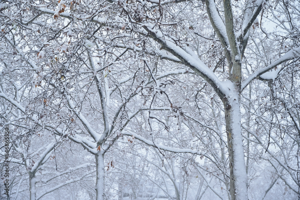 Trees covered with snow flakes after a Cyclogenesis blizzard. Cold winter scenes at the city. Trees covered with snow flakes after a Cyclogenesis blizzard. Cold winter scenes at the city.