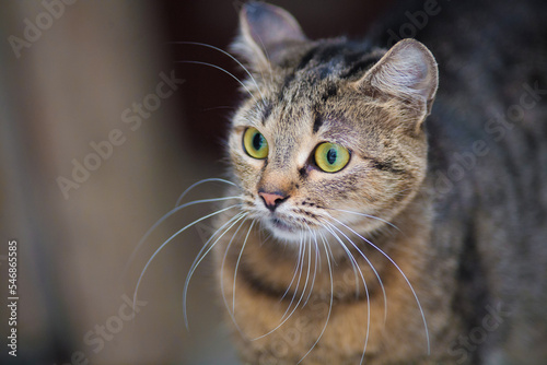 close-up portrait of a beautiful cat