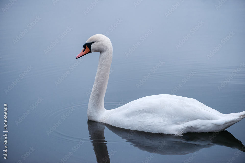 Close-up of a wild white swan swimming on a lake. Graceful white swan swimming in the lake, swans in the wild, portrait of a white swan floating on the water. Close-up of a wild white swan swimming on a lake. Graceful white swan swimming in the lake, swans in the wild, portrait of a white swan floating on the water.