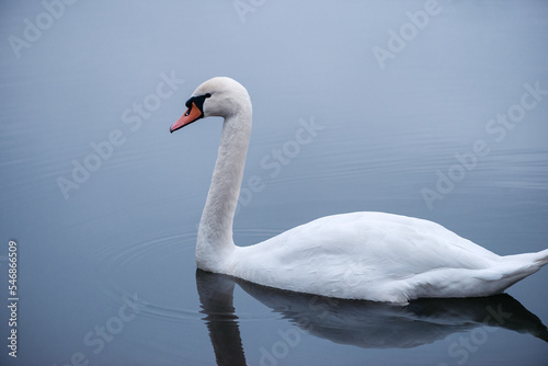 Fototapeta Close-up of a wild white swan swimming on a lake