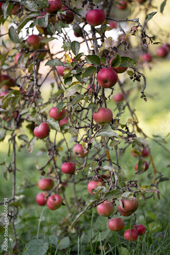 many ripe red apples on a tree branch.
