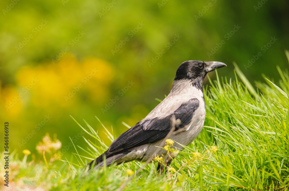 Birds at risk of extinction. Reduce carbon footprint, preserving earth