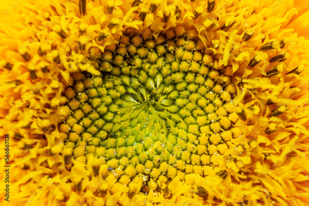 Sunflower center. Flower pistils macro photography. Sunflower pestle. Sunflower center. Flower pistils macro photography. Sunflower pestle.