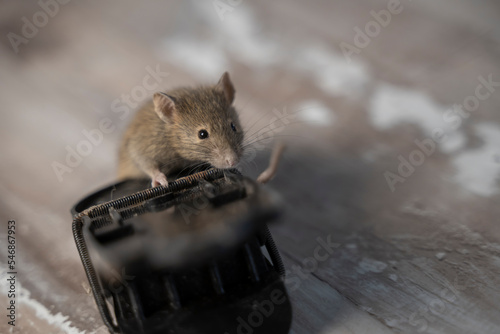 petite souris sauvage prise au piège dans une tapette photo