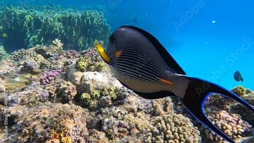 a Surgeonfish, Acanthurus sohal swims close in the clear water of the red sea slowly away from the camera and then turns to the side. All the fine details of the fish's filigree markings are visible. photo