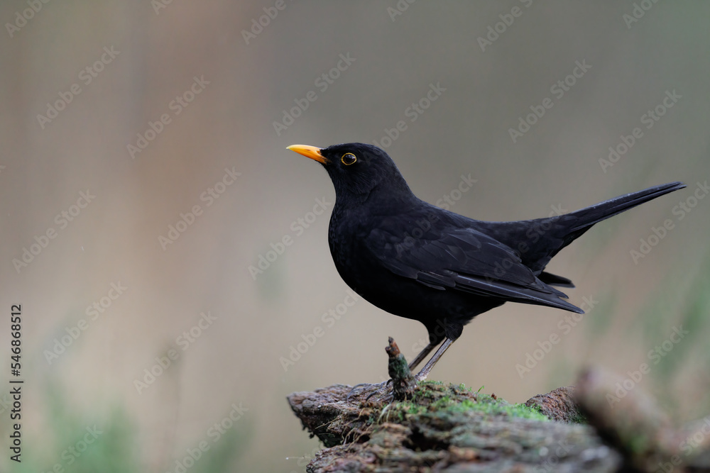 Obraz premium Common Black bird with orange beak sitting on a tree stump - Turdus merula