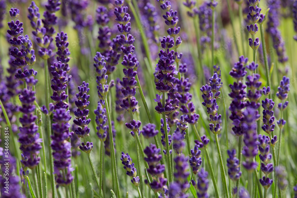 Naklejka premium blühender Lavendel in Nahaufnahme
