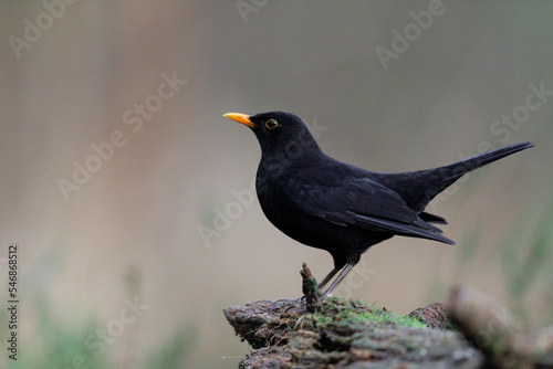 Common Black bird with orange beak sitting on a tree stump - Turdus merula