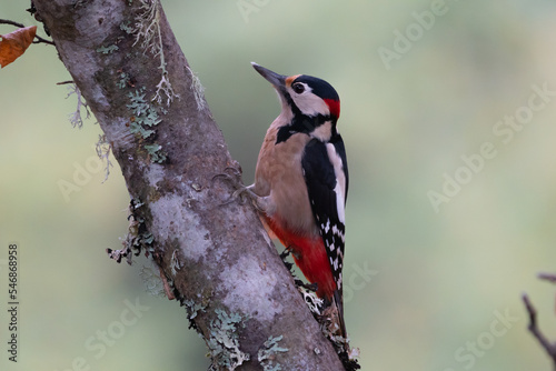 Beautiful profile portrait of a Great Spotted Woodpecker on a tree branch in the mountains of Leon, Spain, Europe