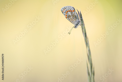 Brown argus in the morning - Bruin blauwtje - Aricia agestis - Butterfly