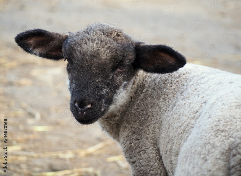 Suffolk lamb portrait on natural background