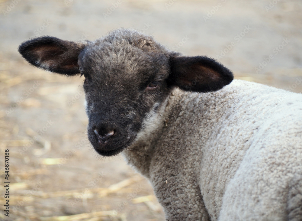 Suffolk lamb portrait on natural background Suffolk lamb portrait on natural background